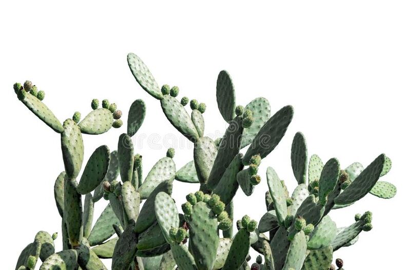 composition element Neoveris - prickly pear